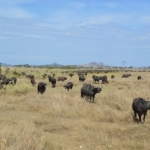 Serengeti Nationalpark -  - Tansania und Sansibar