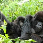 Bwindi Impenetrable Nationalpark - Buhoma - Uganda
