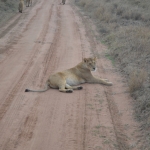 Safari - Ostafrika